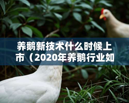 养鹅新技术什么时候上市（2020年养鹅行业如何发展?）