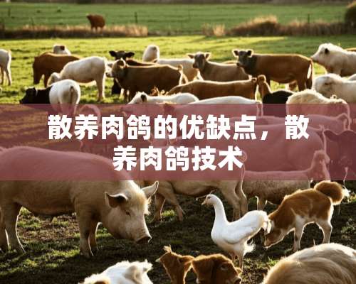 散养肉鸽的优缺点，散养肉鸽技术