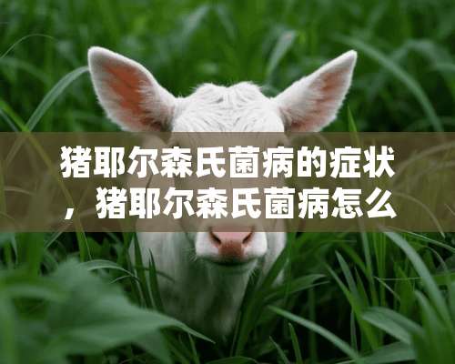 猪耶尔森氏菌病的症状，猪耶尔森氏菌病怎么治？