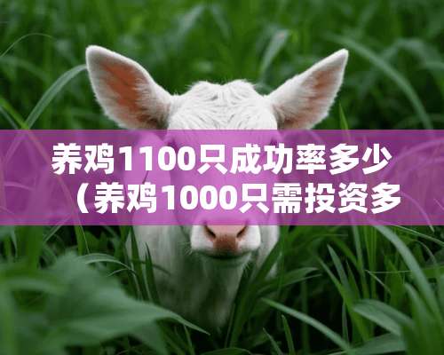 养鸡1100只成功率多少（养鸡1000只需投资多少一只鸡需要多少料才可以养大）