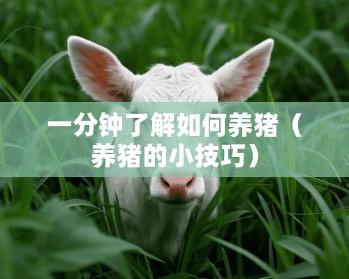 一分钟了解如何养猪（养猪的小技巧）