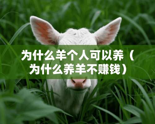 为什么羊个人可以养（为什么养羊不赚钱）