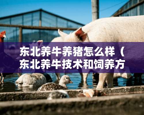 东北养牛养猪怎么样（东北养牛技术和饲养方法）