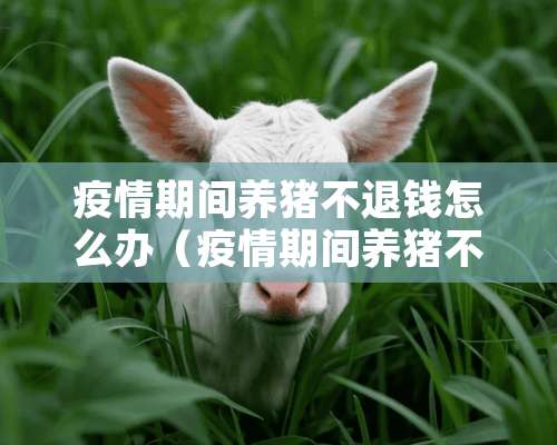 疫情期间养猪不退钱怎么办（疫情期间养猪不退钱怎么办呢）