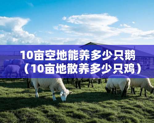 10亩空地能养多少只鹅（10亩地散养多少只鸡）