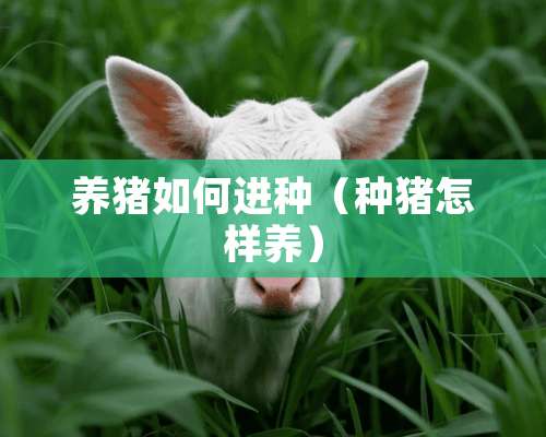 养猪如何进种（种猪怎样养）