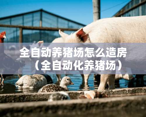 全自动养猪场怎么造房（全自动化养猪场）