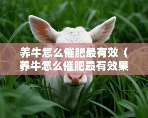 养牛怎么催肥最有效（养牛怎么催肥最有效果）