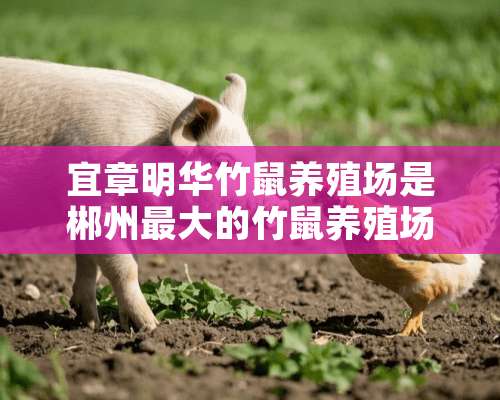 宜章明华竹鼠养殖场是郴州最大的竹鼠养殖场吗、？电话多少？