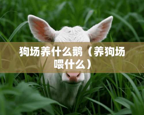 狗场养什么鹅（养狗场喂什么）