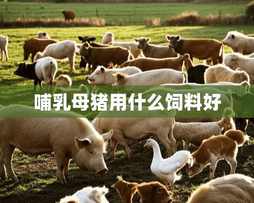 哺*母猪用什么饲料好