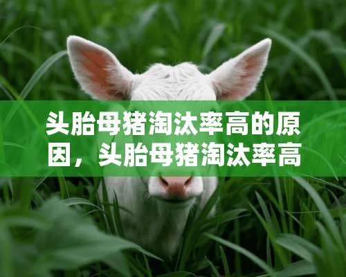 头胎母猪淘汰率高的原因，头胎母猪淘汰率高处理措施