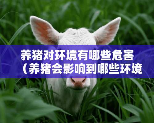 养猪对环境有哪些危害（养猪会影响到哪些环境污染）