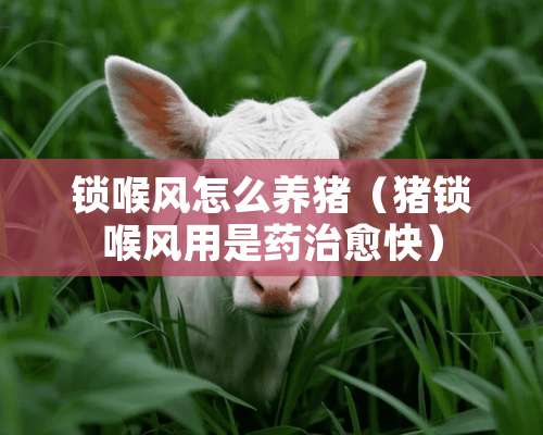 锁喉风怎么养猪（猪锁喉风用是药治愈快）