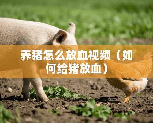 养猪怎么放血视频（如何给猪放血）