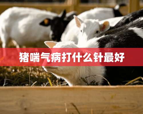 猪喘气病打什么针最好