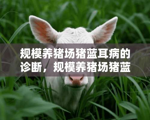 规模养猪场猪蓝耳病的诊断，规模养猪场猪蓝耳病