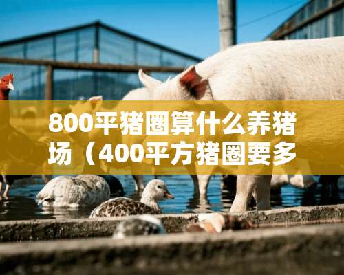 800平猪圈算什么养猪场（400平方猪圈要多少钱）