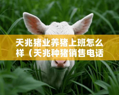 天兆猪业养猪上班怎么样（天兆**销售电话）