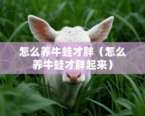 怎么养牛蛙才胖（怎么养牛蛙才胖起来）