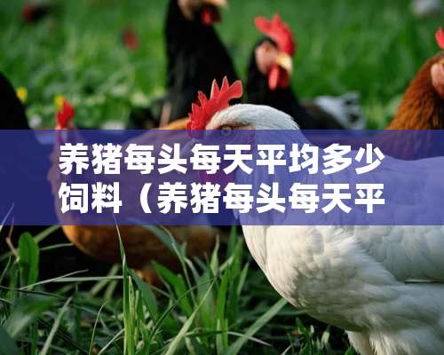 养猪每头每天平均多少饲料（养猪每头每天平均多少饲料合适）