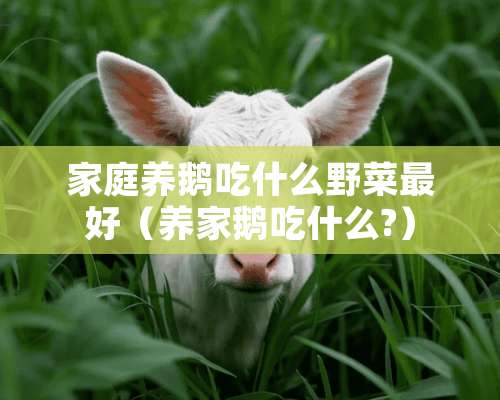 家庭养鹅吃什么野菜最好（养家鹅吃什么?）