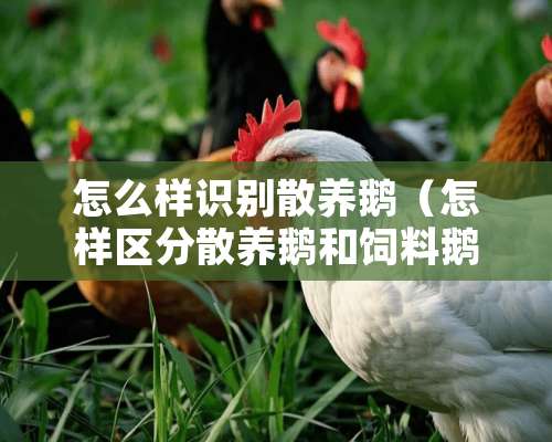 怎么样识别散养鹅（怎样区分散养鹅和饲料鹅）