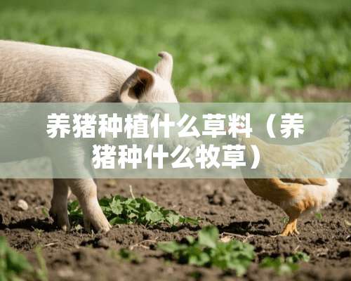 养猪种植什么草料（养猪种什么牧草）