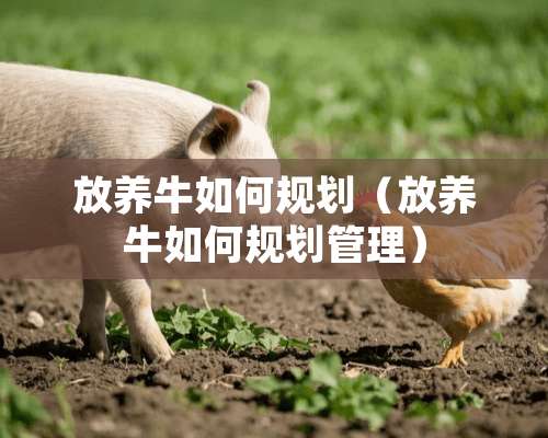 放养牛如何规划（放养牛如何规划管理）