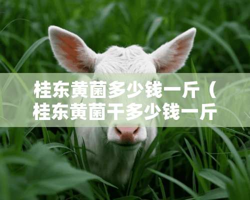 桂东黄菌多少钱一斤（桂东黄菌干多少钱一斤）