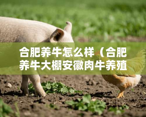 合肥养牛怎么样（合肥养牛大棚安徽肉牛养殖基地）