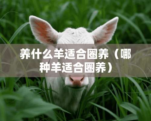 养什么羊适合圈养（哪种羊适合圈养）