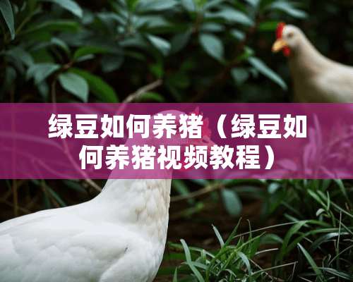 绿豆如何养猪（绿豆如何养猪视频教程）