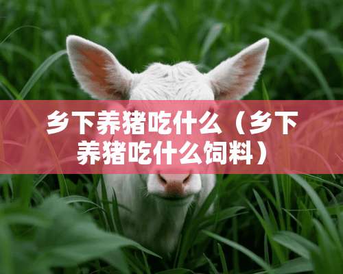 乡下养猪吃什么（乡下养猪吃什么饲料）