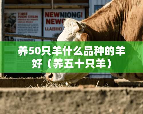 养50只羊什么品种的羊好（养五十只羊）