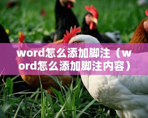 word怎么添加脚注（word怎么添加脚注内容）