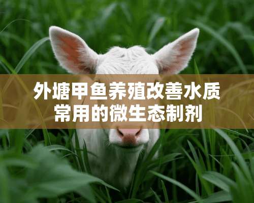 外塘甲鱼养殖改善水质常用的微生态制剂