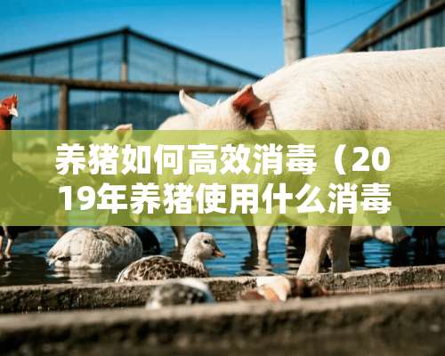 养猪如何高效消毒（2019年养猪使用什么消毒最好）