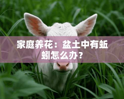 家庭养花：盆土中有蚯蚓怎么办？