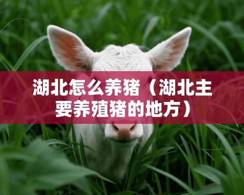 湖北怎么养猪（湖北主要养殖猪的地方）