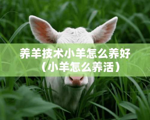 养羊技术小羊怎么养好（小羊怎么养活）