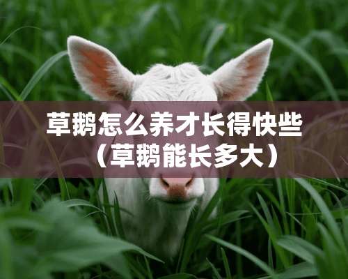 草鹅怎么养才长得快些（草鹅能长多大）