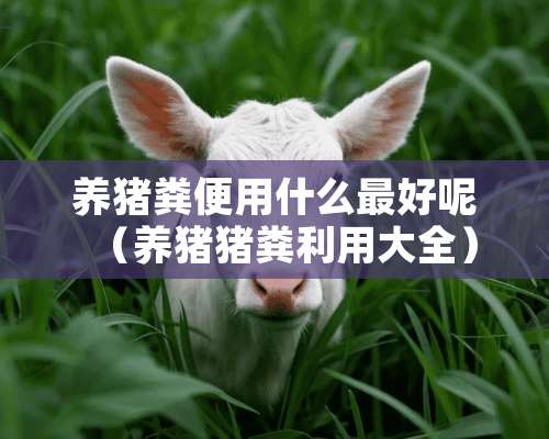 养猪粪便用什么最好呢（养猪猪粪利用大全）