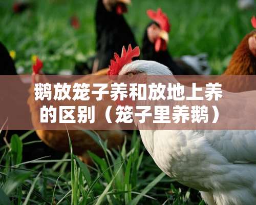 鹅放笼子养和放地上养的区别（笼子里养鹅）