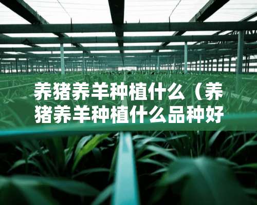 养猪养羊种植什么（养猪养羊种植什么品种好）