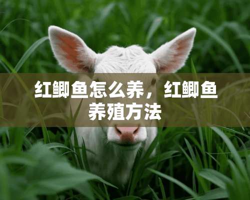 红鲫鱼怎么养，红鲫鱼养殖方法