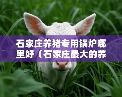 石家庄养猪专用锅炉哪里好（石家庄最大的养猪场在哪里?）