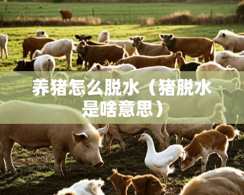 养猪怎么脱水（猪脱水是啥意思）