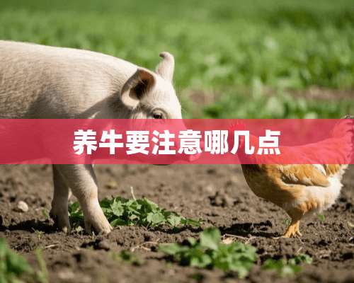 养牛要注意哪几点