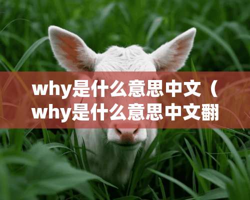 why是什么意思中文（why是什么意思中文翻译成为）